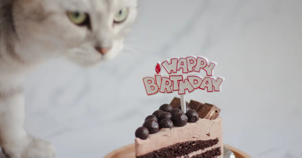 Intoxication au chocolat chez le chat