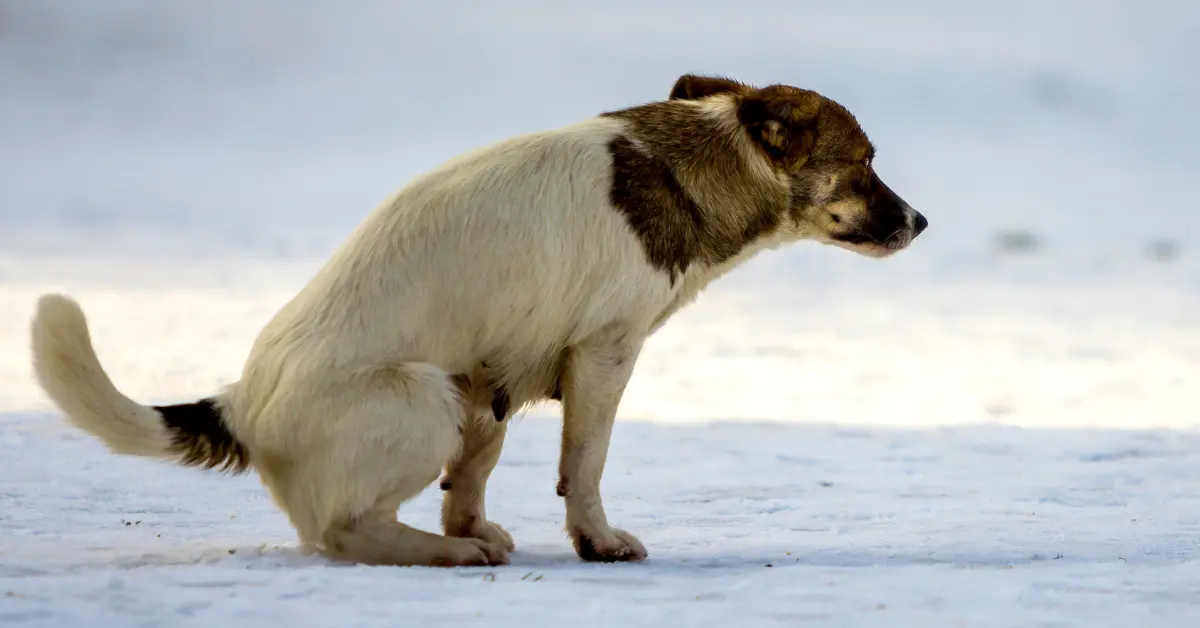 Diarrhée aiguë chez le chien