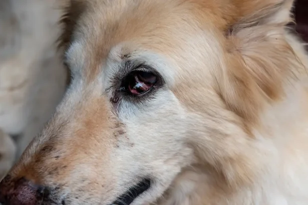 Entropion chez le chien