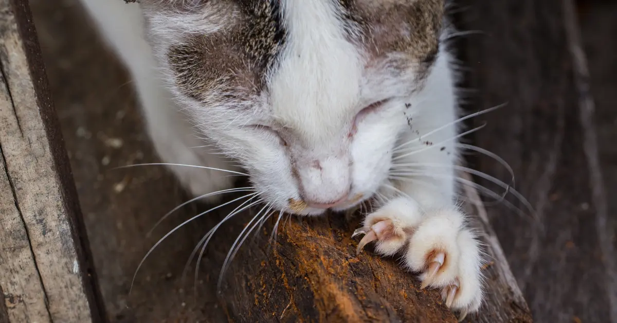 La maladie des griffes du chat