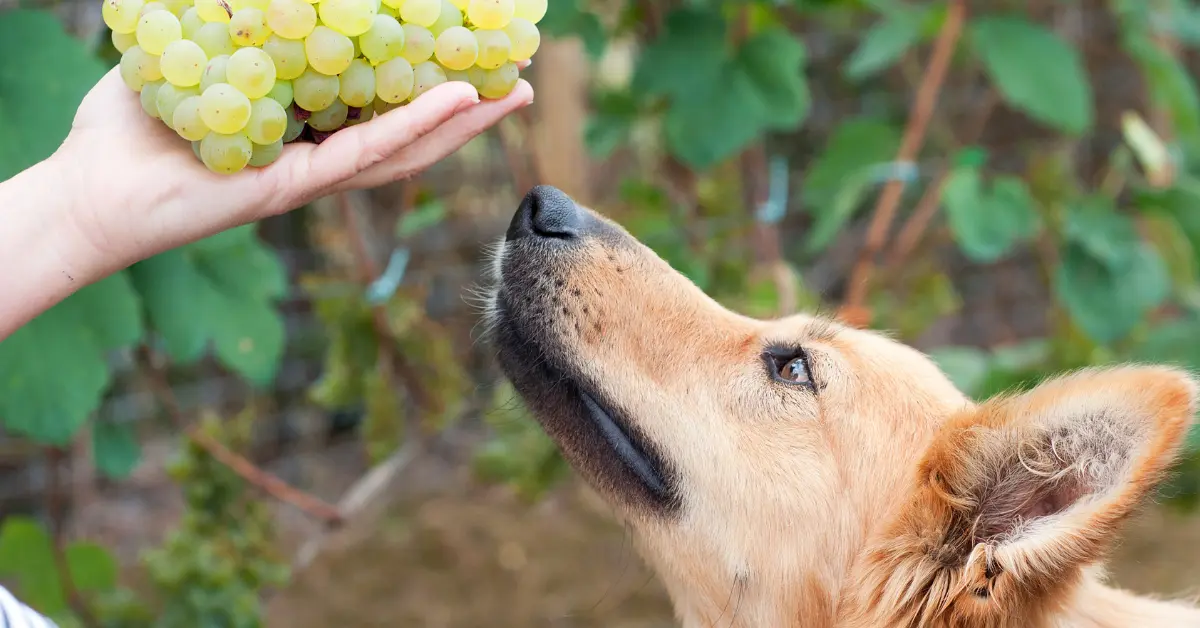 Intoxication au raisin chez le chien