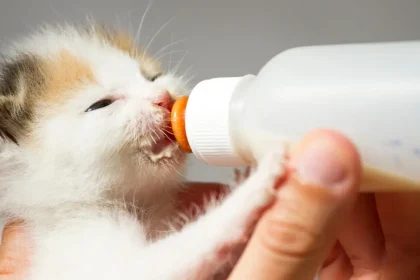 Lait pour chaton