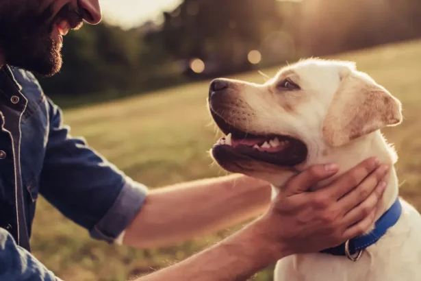 Lymphome chez le chien