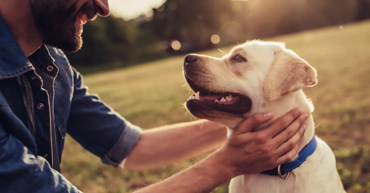 Lymphome chez le chien