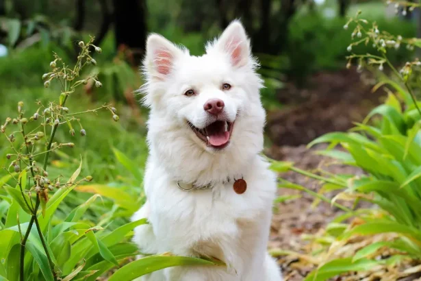 Mastocytome chez le chien