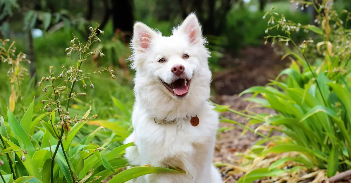 Mastocytome chez le chien