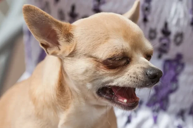 Œil qui pleure chez le chien