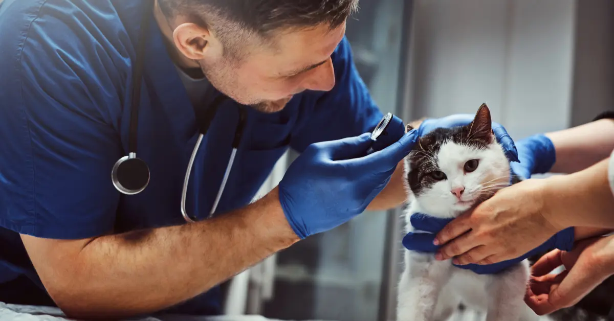 Les otites du chat