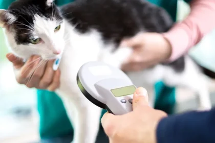 Identification par puce électronique chez le chat