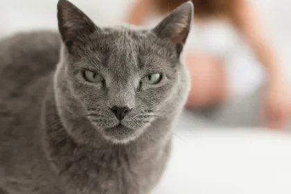 Qu&rsquo;est-ce que la toxoplasmose féline ? (Symptomes et traitement)