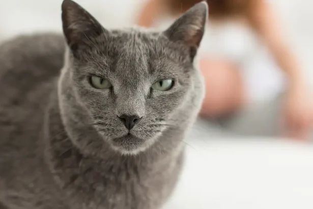 Qu&rsquo;est-ce que la toxoplasmose féline ? (Symptomes et traitement)