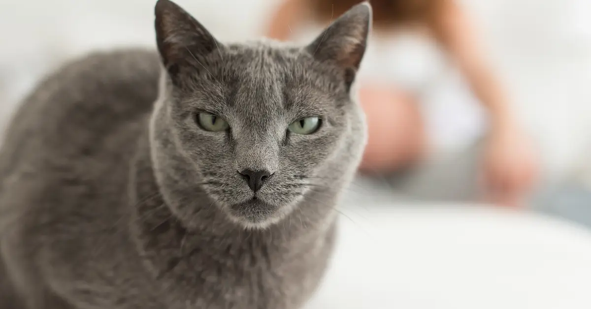 Qu’est-ce que la toxoplasmose féline ? (Symptomes et traitement) Qu’est-ce que la toxoplasmose féline ? (Symptomes et traitement)