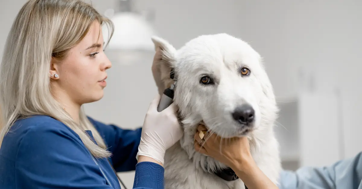 La gale des oreilles chez le chien