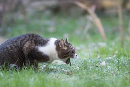Vomissements bileux chez le chat