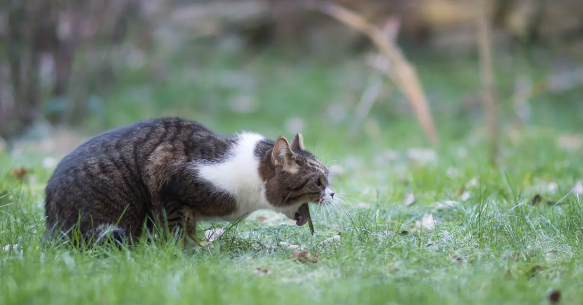 Vomissements bileux chez le chat