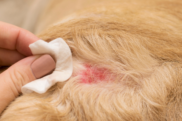 Les allergies saisonnières du chien