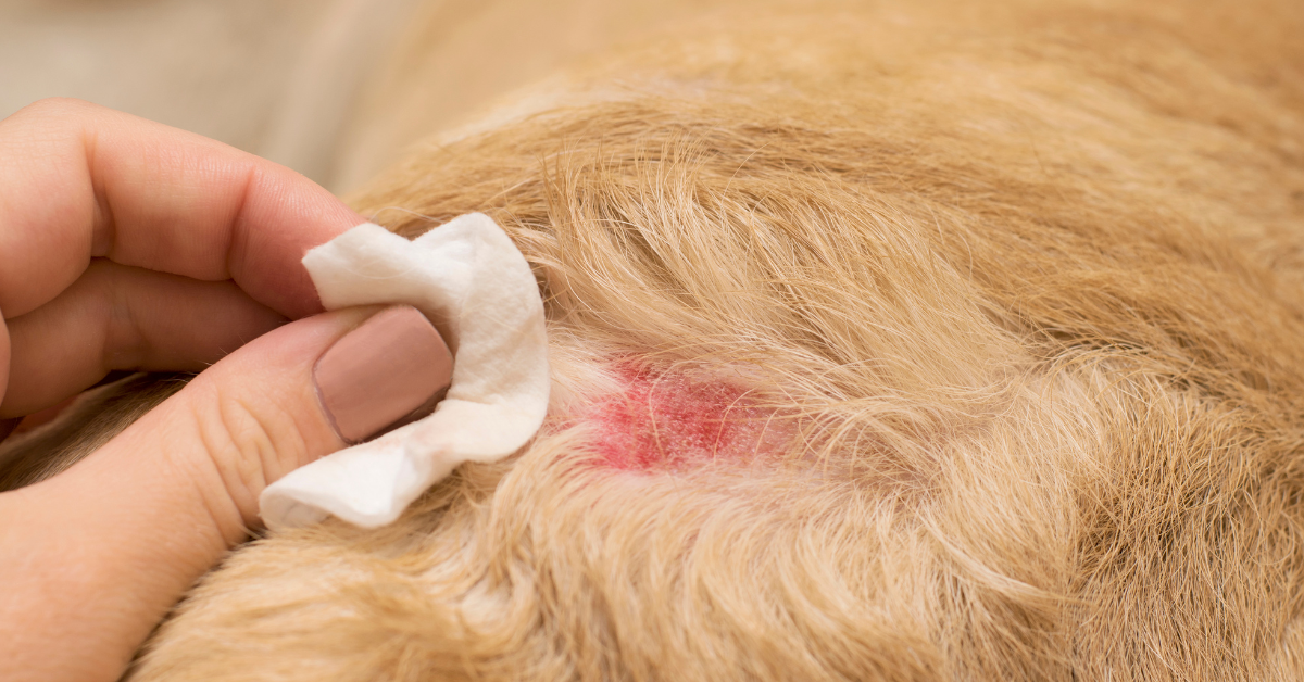 Les allergies saisonnières du chien