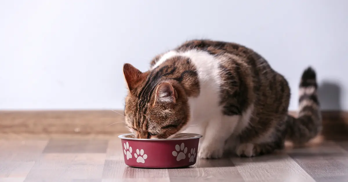 Aliments dangereux pour le chat