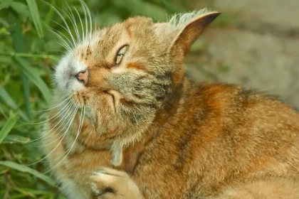 Intoxication aux produits antipuces chez le chat