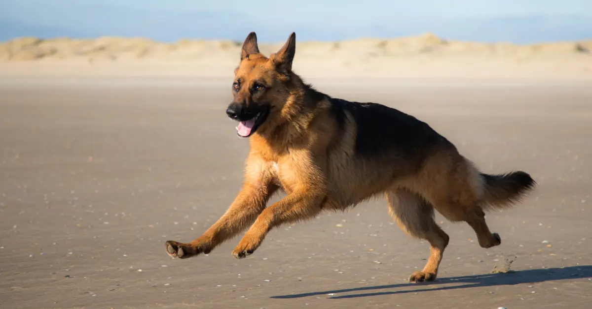 Arthrose chez le chien