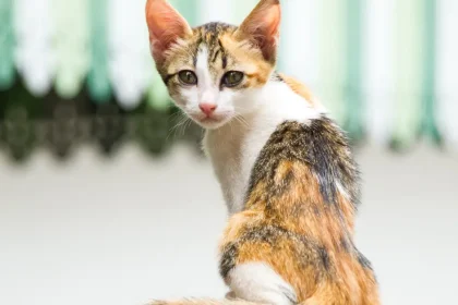 Anorexie chez le chat