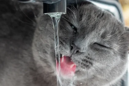 Coup de chaleur chez le chat