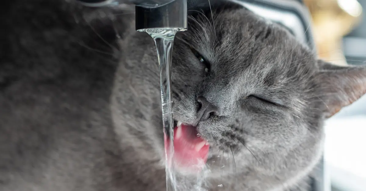 Coup de chaleur chez le chat
