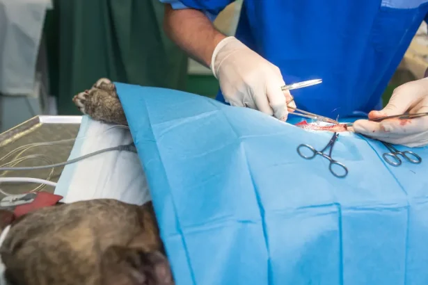 La castration chez le chien