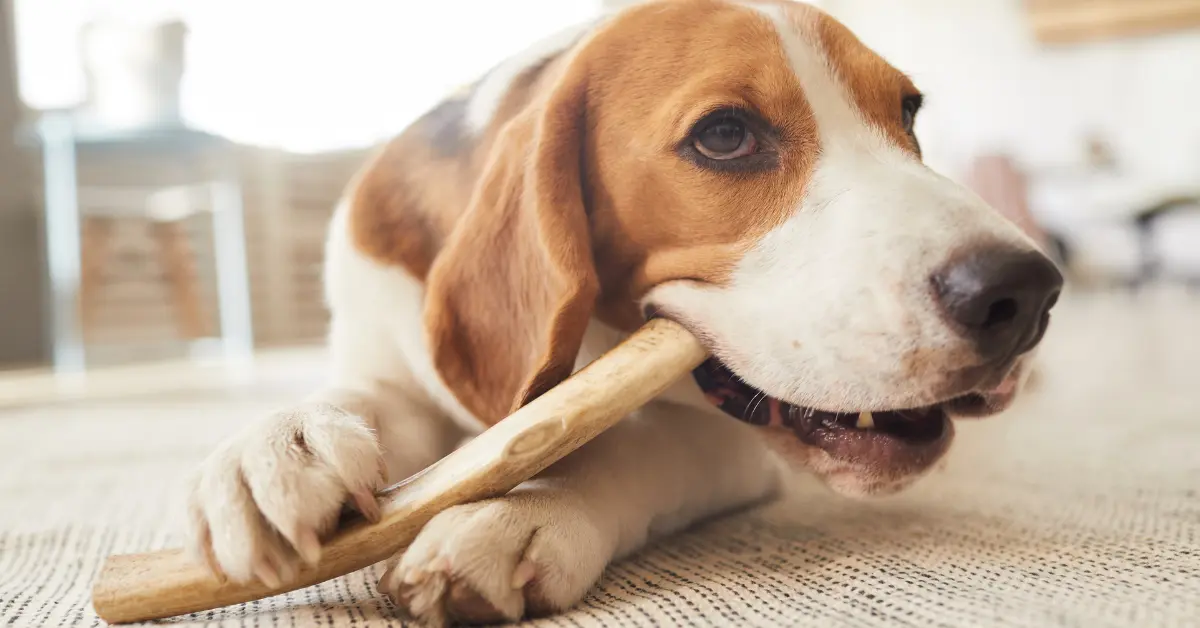 Myosite des muscles masticateurs chez le chien