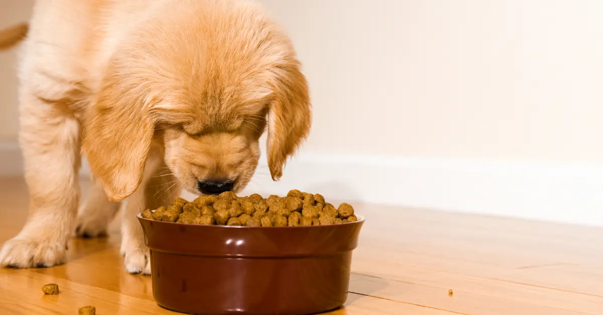 Comment choisir les croquettes pour mon chien