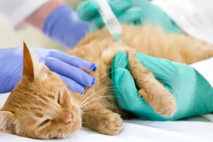 Diabète chez le chat