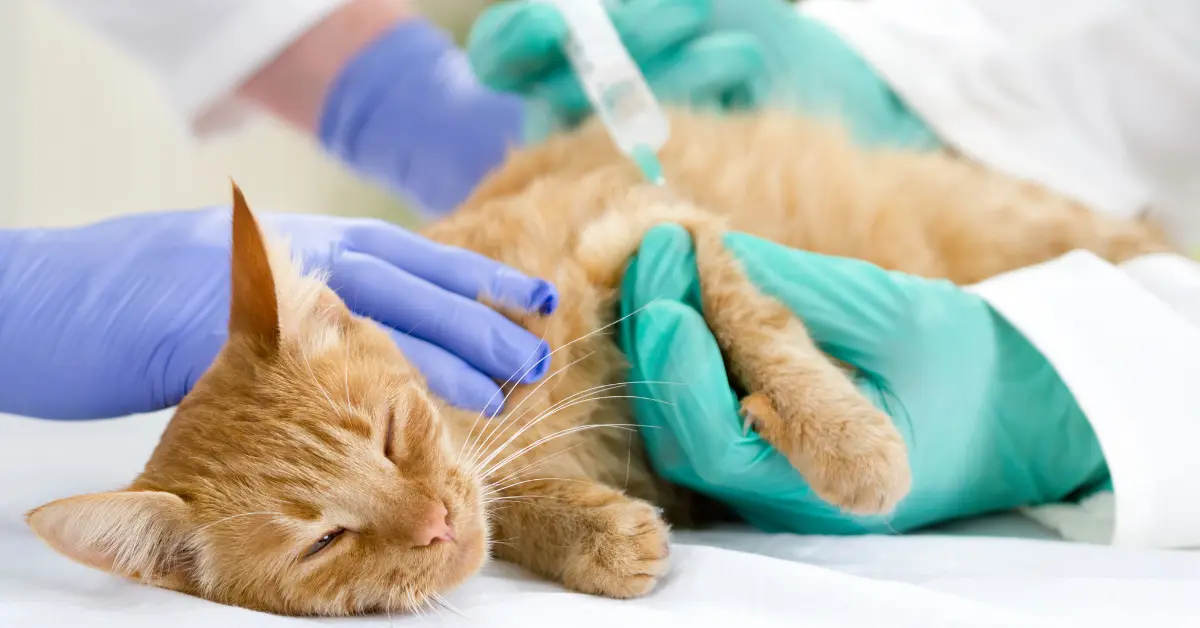 Diabète chez le chat