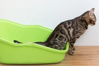 Difficultés pour uriner chez le chat