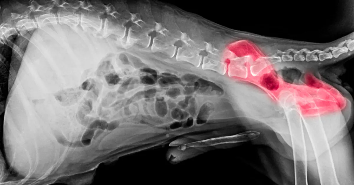 La dysplasie du chien