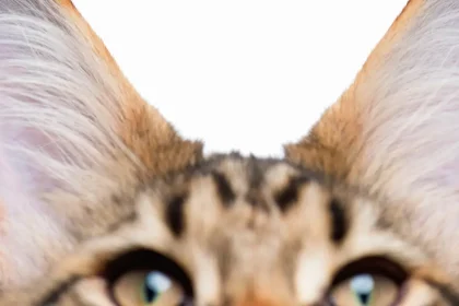 Gale des oreilles chez le chat