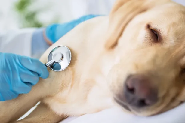 Intoxication à l’anti-gel chez le chien