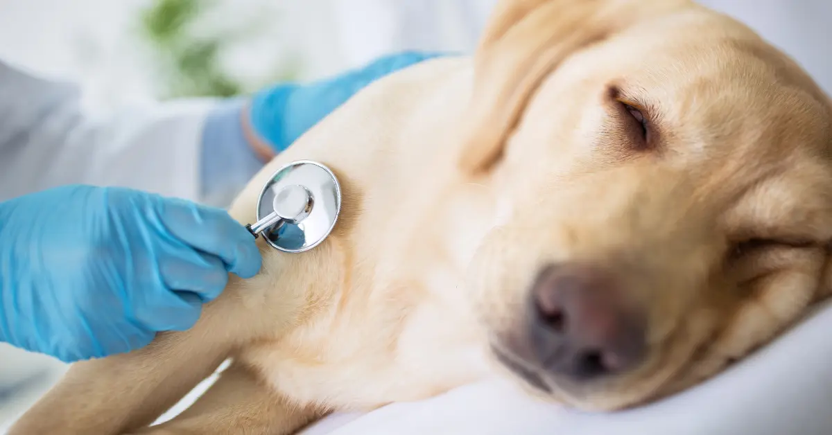 Intoxication à l’anti-gel chez le chien