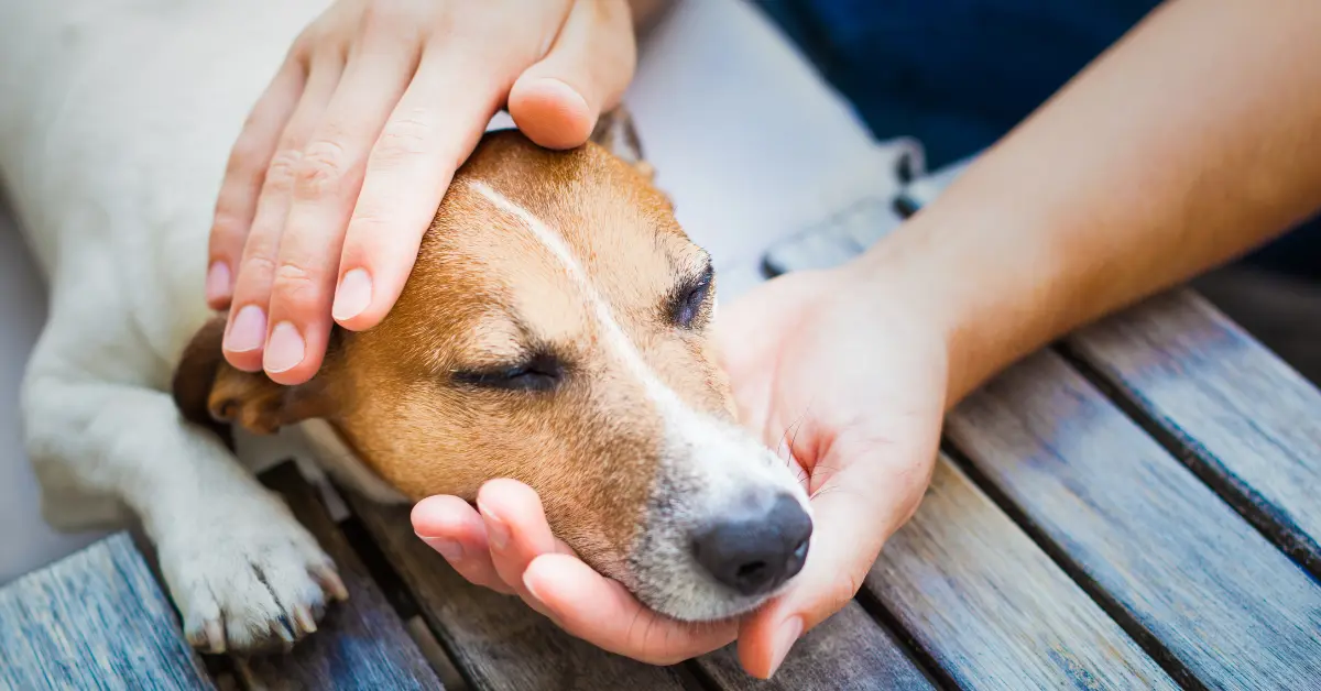 Intoxications aux anticoagulants chez le chien