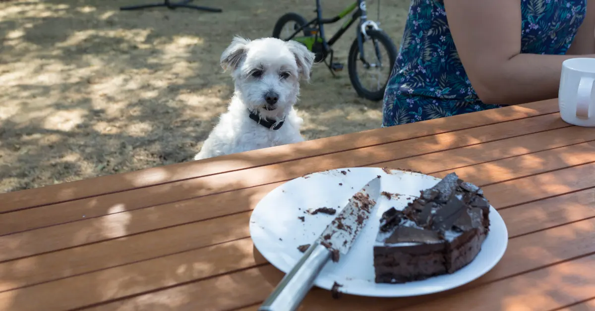 Intoxication au chocolat chez le chien