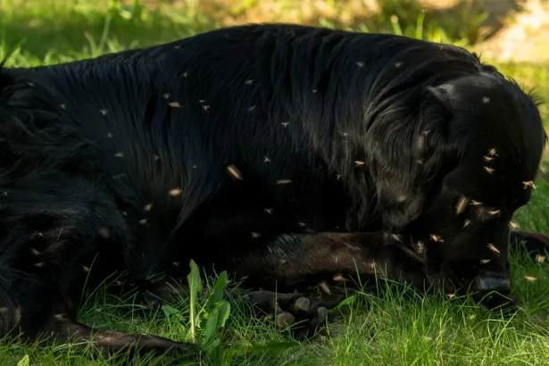La leishmaniose canine