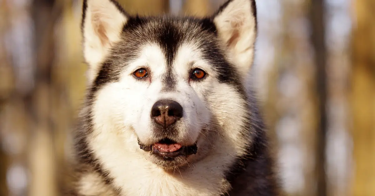 Leptospirose chez le chien