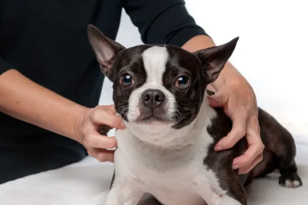 Ostéopathie métaphysaire ou ostéodystrophie hypertrophique chez le chien