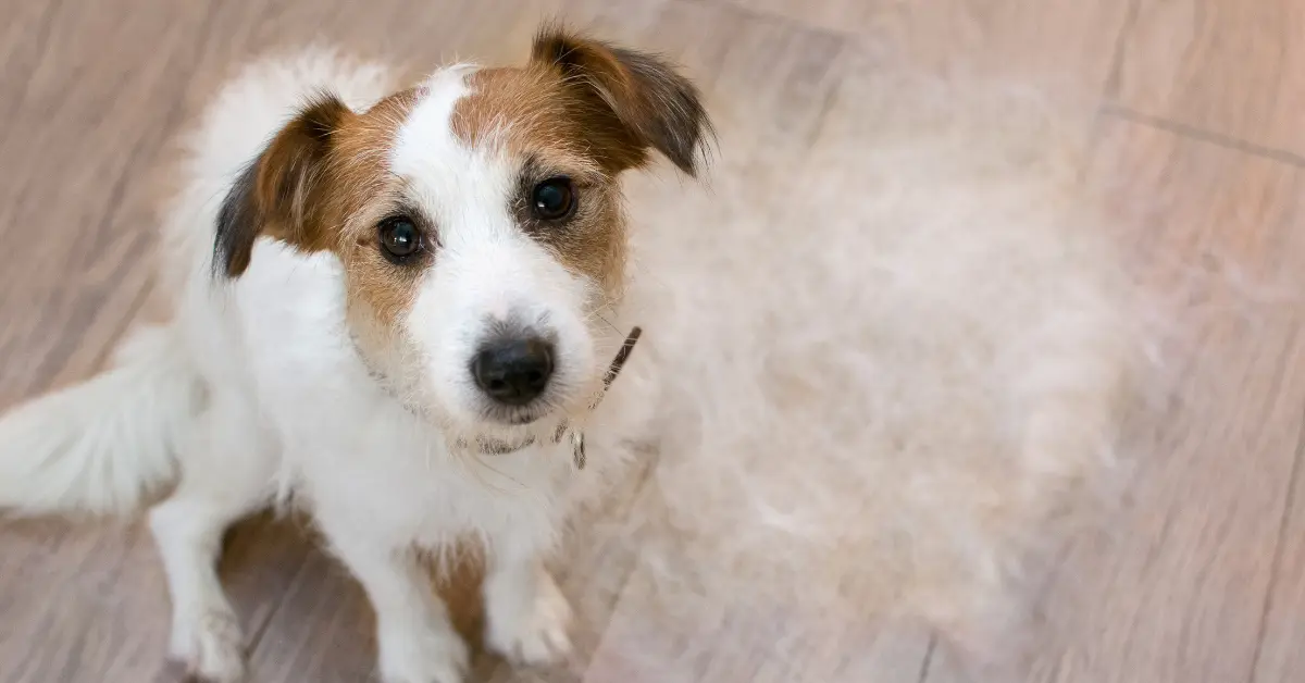 Perte de poils chez le chien