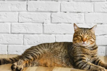 Pousser au mur chez le chat