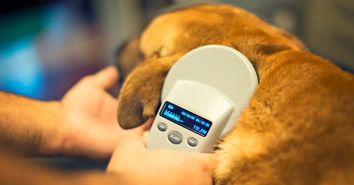 La puce électronique chez le chien