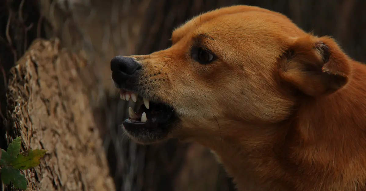 Rage chez le chien
