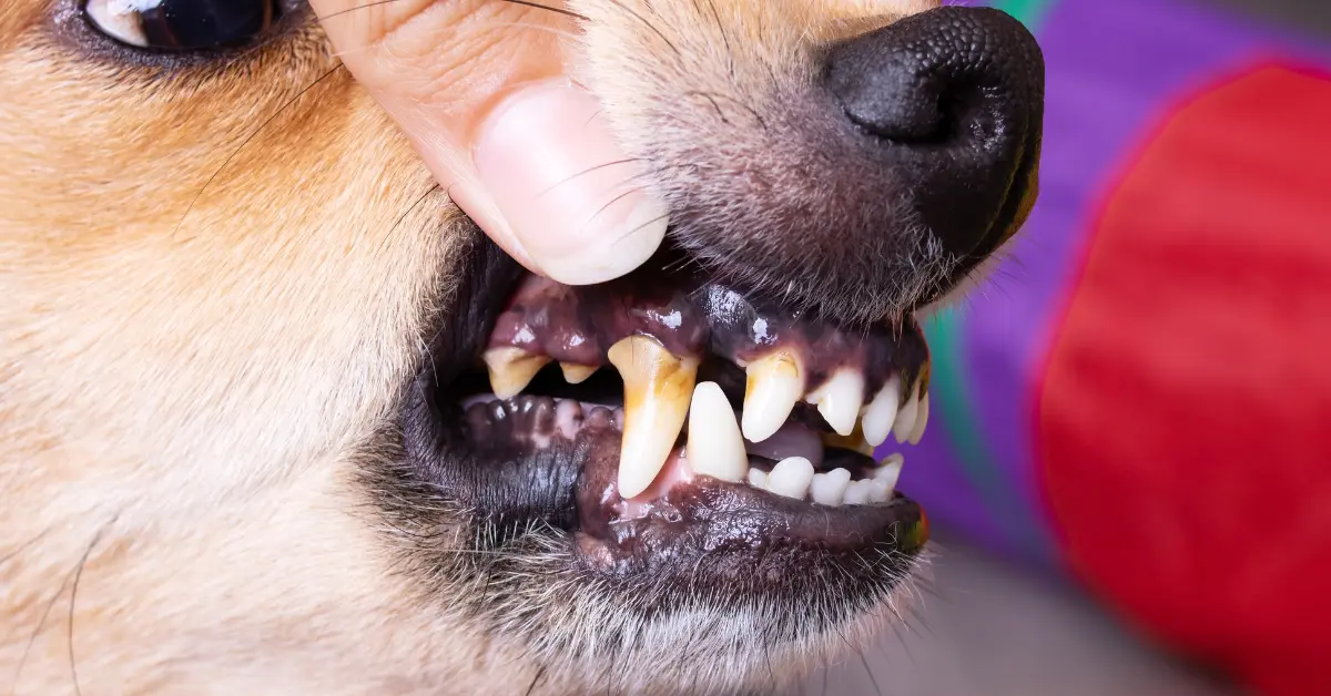 Tartre chez le chien