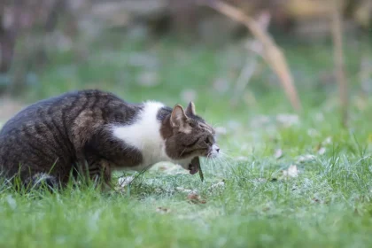 Vomissements chroniques chez le chat