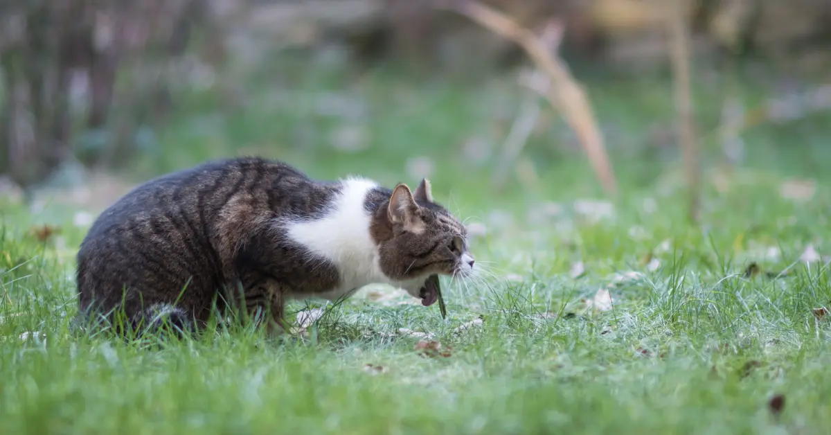 Vomissements chroniques chez le chat
