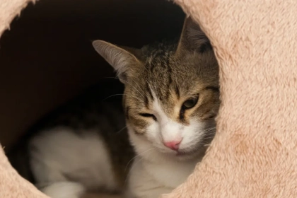 Combien de temps un chat peut-il rester sans manger et boire ?